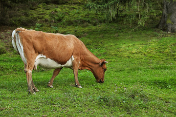 Brown cow grazing on green pasture in summer