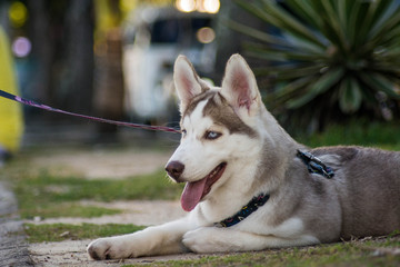 portrait of siberian husky