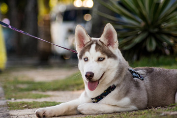 portrait of siberian husky