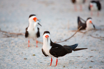 Black Skimmers