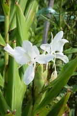 Fototapeta premium Ginger lily