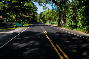 road in the forest