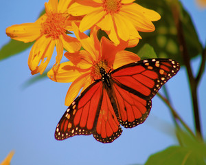butterfly on yellow flower