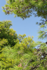 Pine tree branches against clear blue sky background
