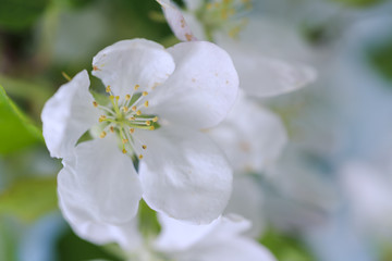 Fototapeta na wymiar Flowers fresh season./ Spring nature white flower background