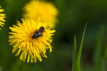 dandelion flower with a bee