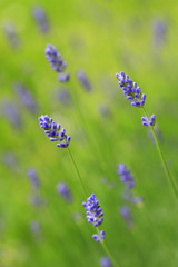 Lavender  flowers./ Purple bloosom herb floral background