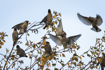Flock of waxwings in flight an a winter birch tree