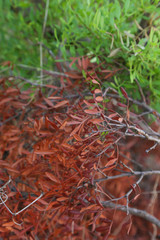 Red leaves in the garden, high resolution background