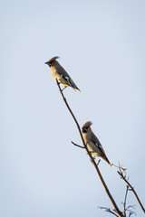 Waxwings on a twig in Peth Scotland
