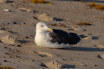 seagull on beach