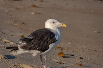 seagull on beach