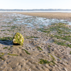 Tidal Flats on Puget Sound with seaweed and barnacle covered rock