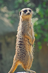 Meerkat Close Up