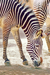 Fototapeta na wymiar Zebra Eating
