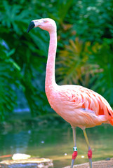 Flamingo