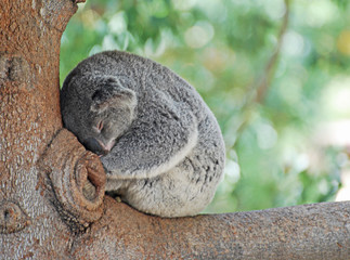 Koala in a Tree