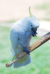 White Cockatoo