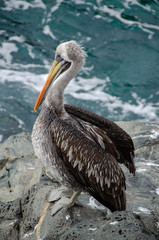 Pelican in the shore