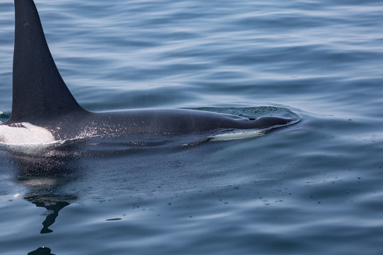 Killer Whale From Pacific Northwest J Pod - J35 In Open Ocean