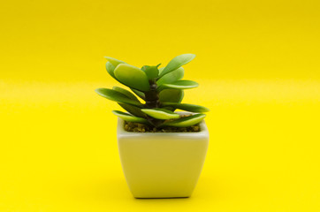 Little plastic plant against yellow background. Little plastic plant in white ceramic pot against yellow background