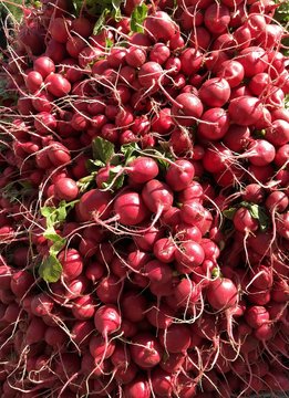 Organic red radishes for sale at Autumn farmers market