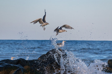 Seagulls and Splash