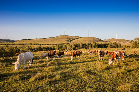 Hebei bashang grassland cattle