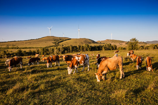 Hebei bashang grassland cattle