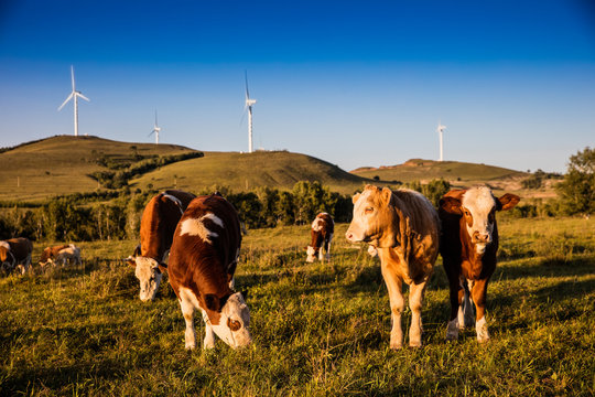 Hebei bashang grassland cattle