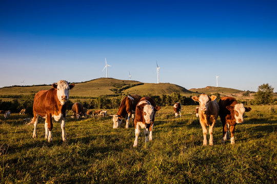 Hebei bashang grassland cattle
