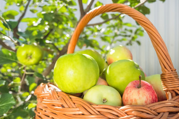 Thanksgiving Day. Rich harvest of apples. Healthy food concept.