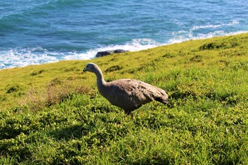 Cape Barron Goose eating grass on Summerlands, Nobbies, Phillip Island, Australia
