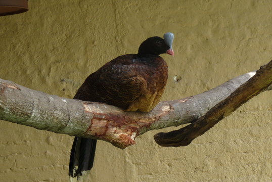 Photo of a bird