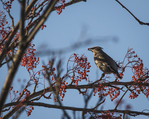 Waxwing on a tree with red berries in Perth, Scotland