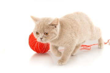Beige British Kitten with Red Ball of Yarn