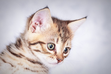 Portrait of a little tabby kitten, close up
