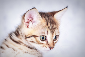 Portrait of a little tabby kitten, close up