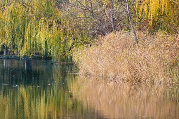Willow over a Pond in Autumn