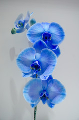 Fototapeta na wymiar Orquídea azul