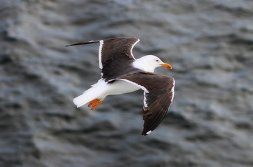 GAVIOTA VOLANDO SOBRE EL MAR