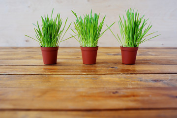 Green young grass in pots. Oats. Wooden table-top.