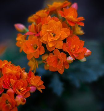 Flor linda