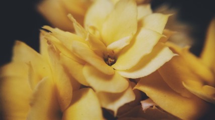 Fototapeta na wymiar Flor em macro