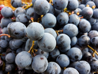 Black grape bunches Grenache variety in the foreground