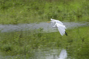 Salado Creel Egret