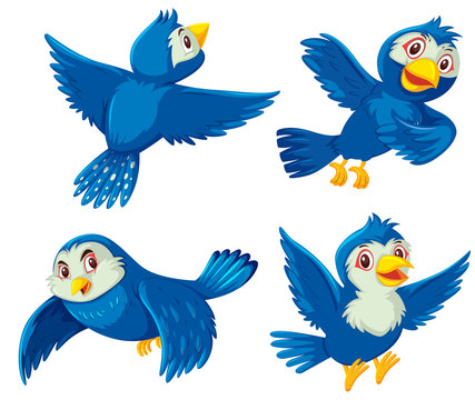 Set of blue birds