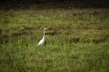 North American Big Bird