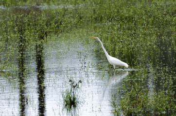 strolling Egret