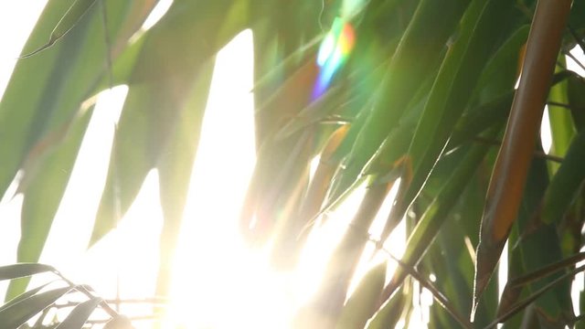 Leaves of bamboo with sunlight , chiangmai Thailand